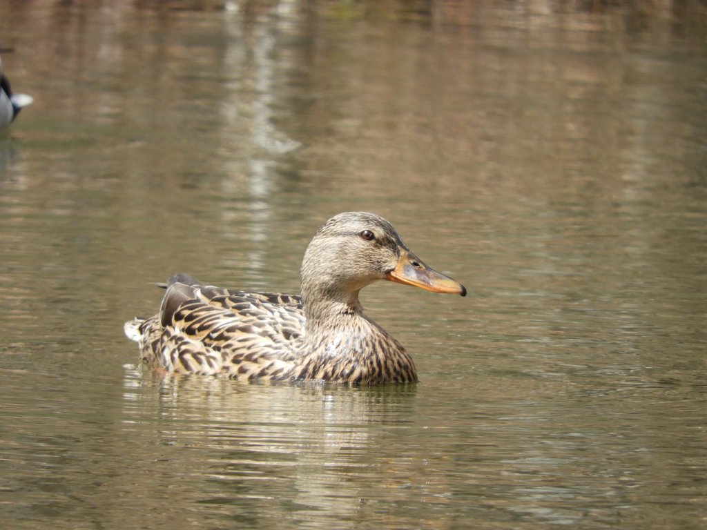 Female Mallard