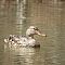 Female Mallard