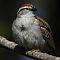 The Chipping Sparrow