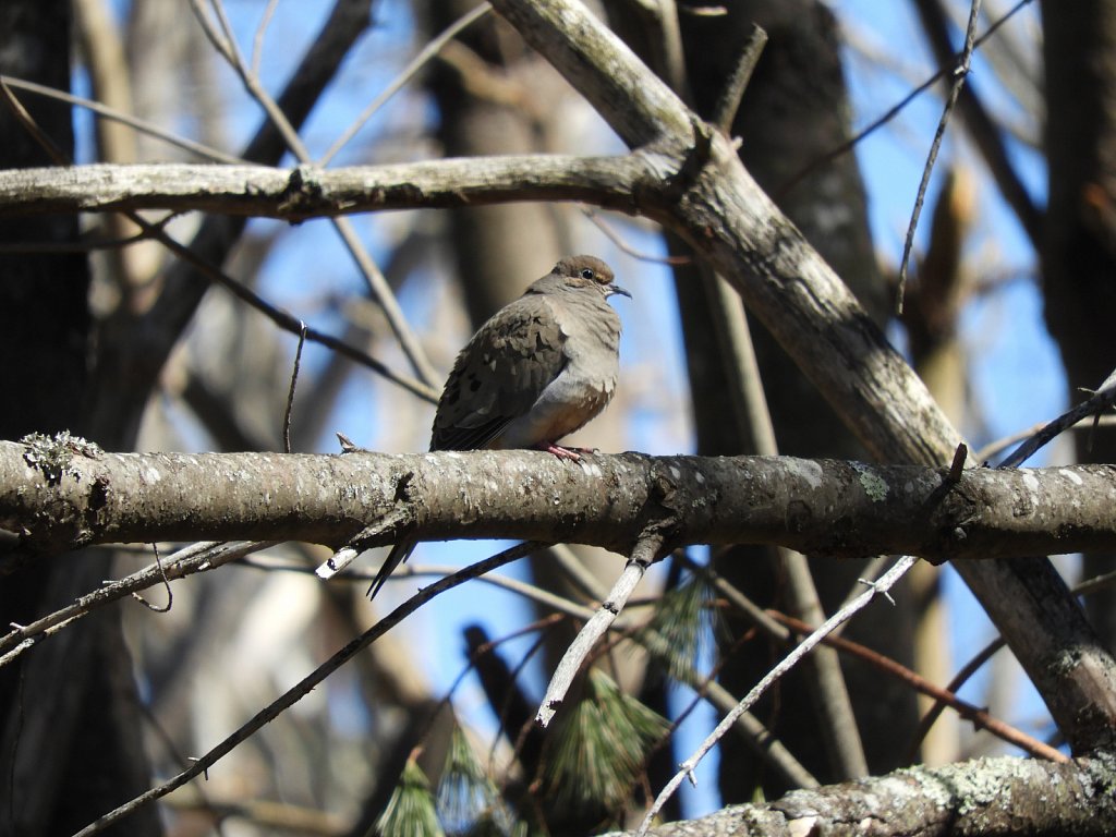 Mourning Dove