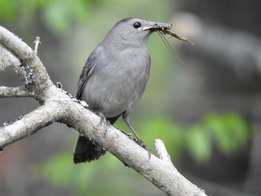 Gray Catbird