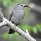 Gray Catbird