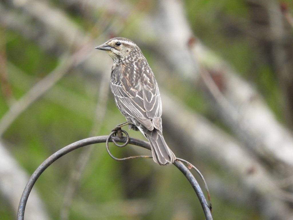 Female Red-Winged Blackbird
