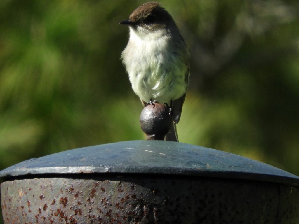 Phoebe Flycatcher