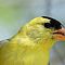 Male Golden Finch