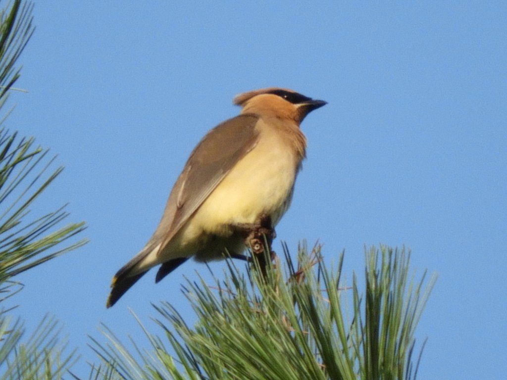 Cedar Waxwing