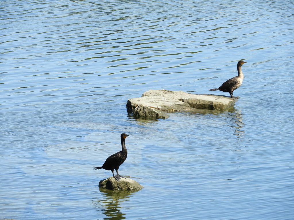 Double Crested Cormorants