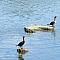 Double Crested Cormorants