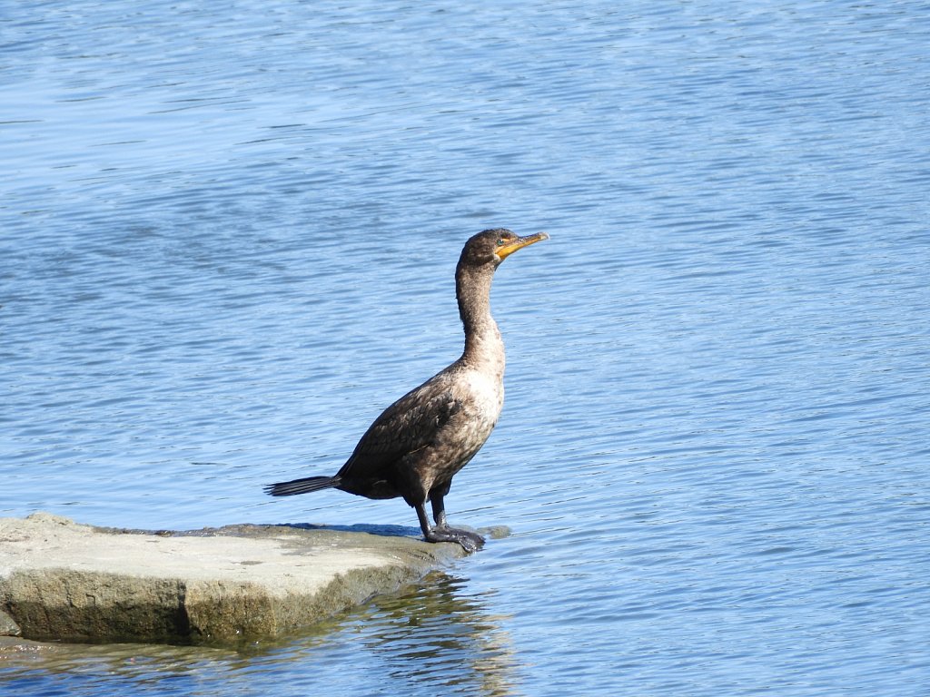 Female Cormorant