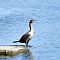 Female Cormorant