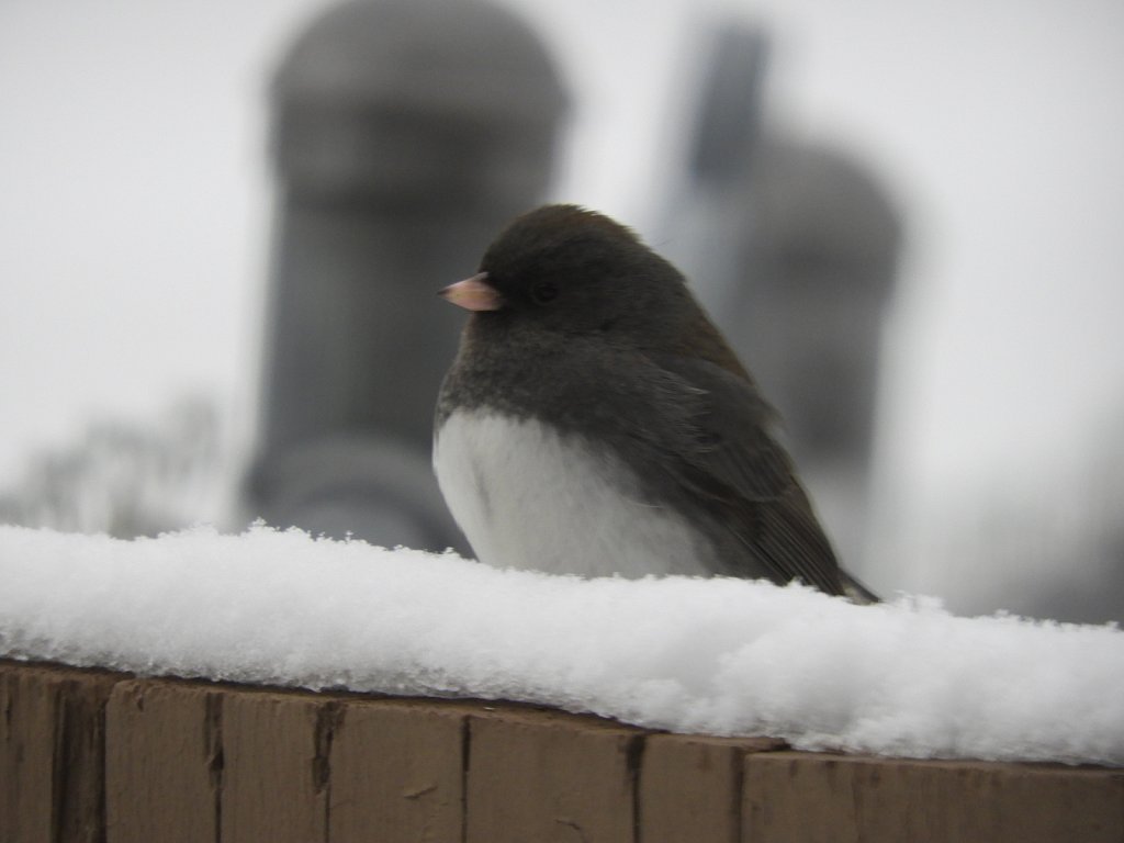 Dark Eyed Junco