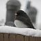 Dark Eyed Junco