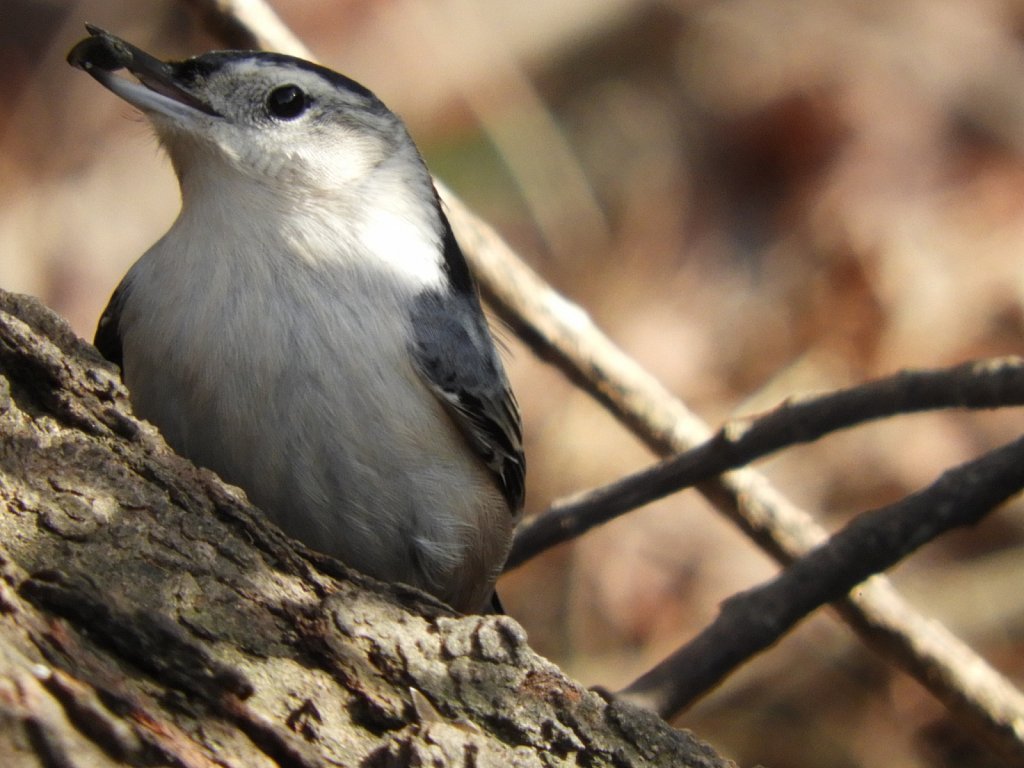 White Breasted Nuthatch