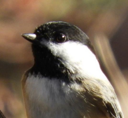 Black Capped Chickadee #1