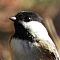 Black Capped Chickadee #1