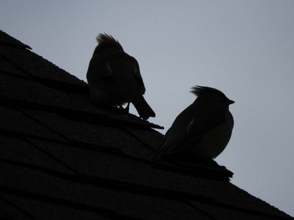 Cedar Waxwings