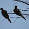 Two Mourning Doves