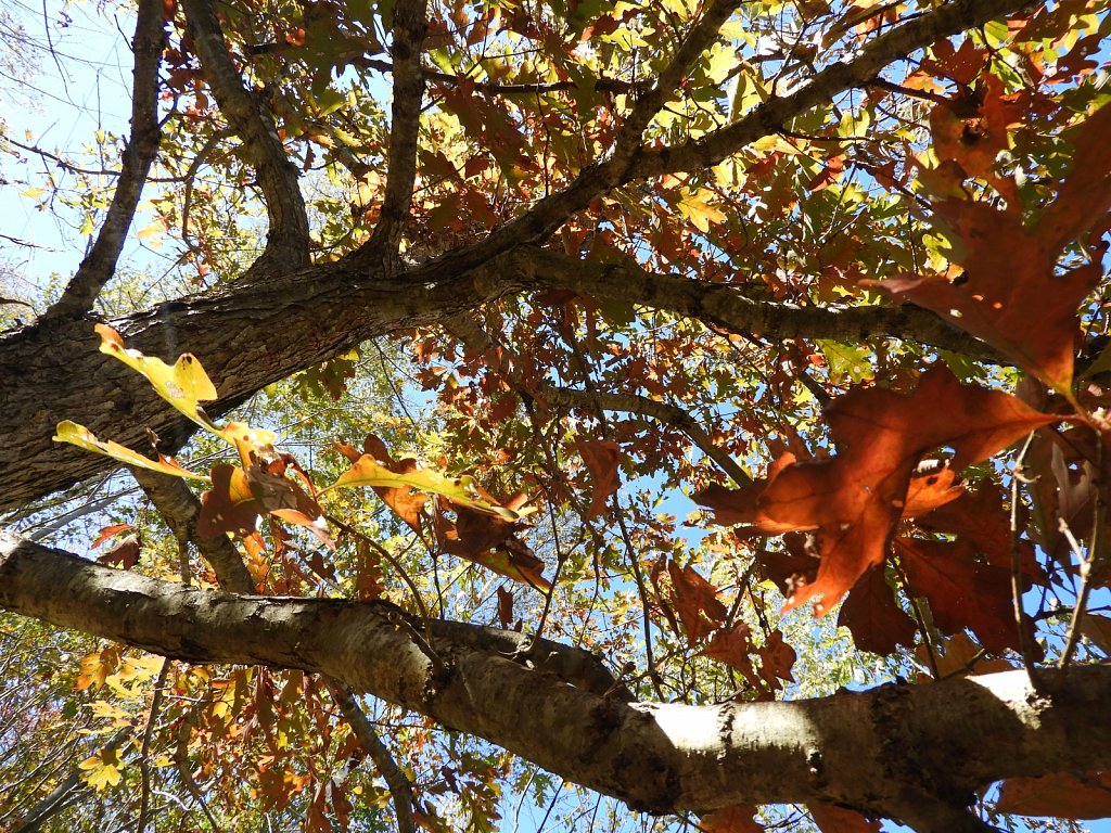 Foliage