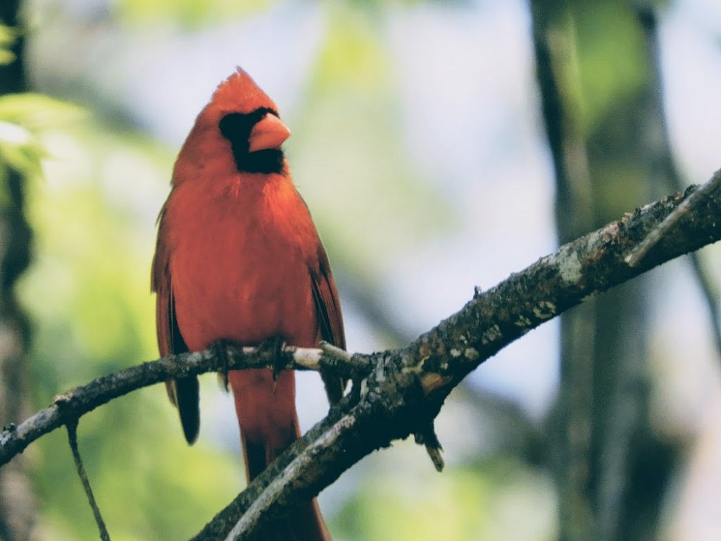 Northern Cardinal