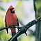 Northern Cardinal