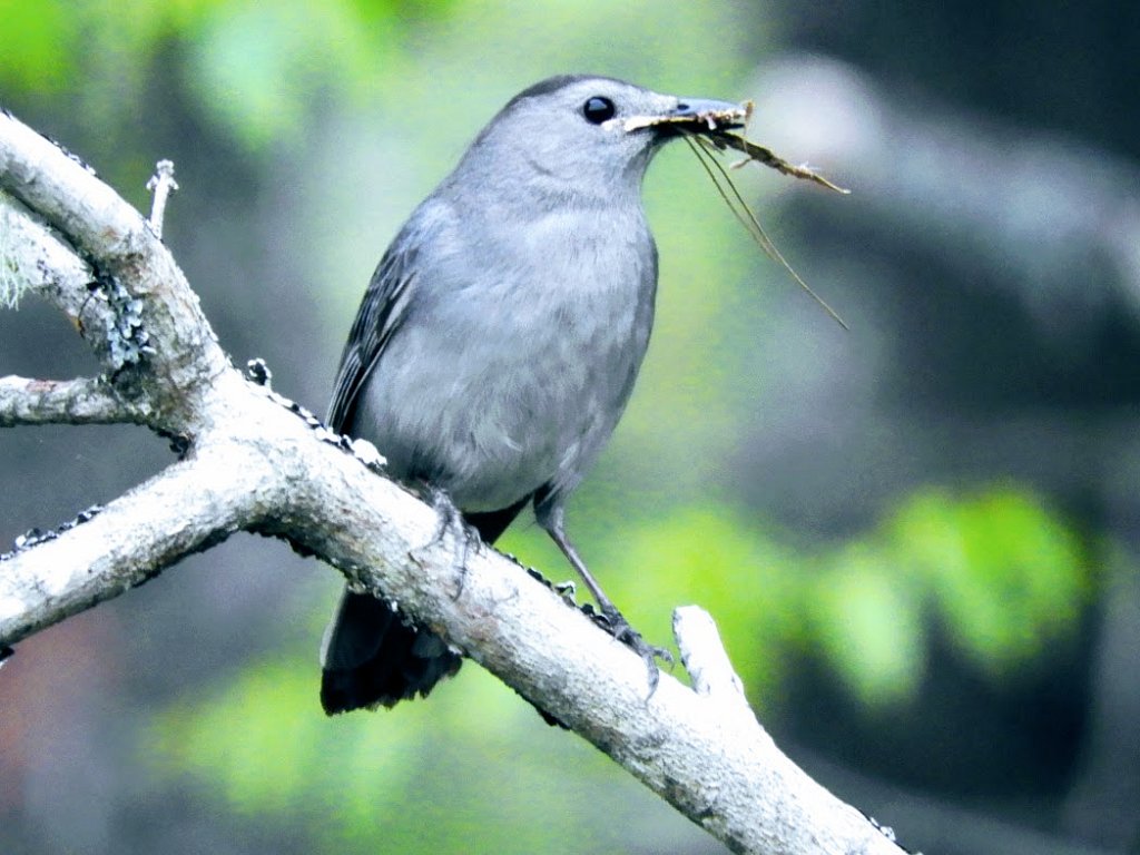 Gray Catbird