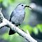 Gray Catbird