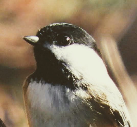 Chickadee