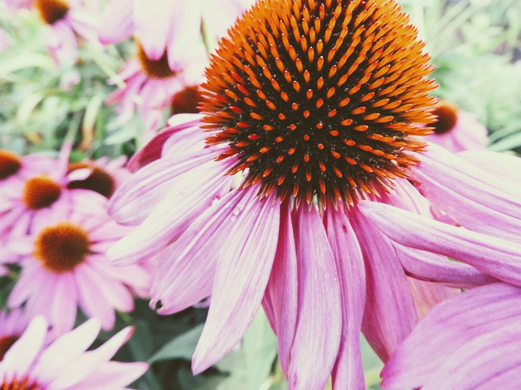 Cone Flower