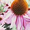 Cone Flower