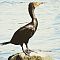 Cormorant