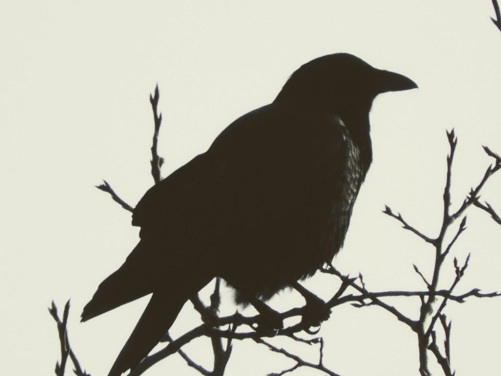 Crow