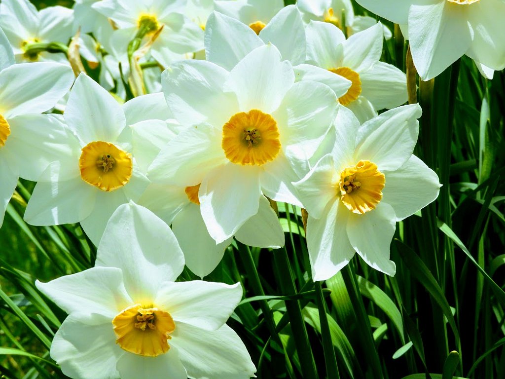 Daffodil