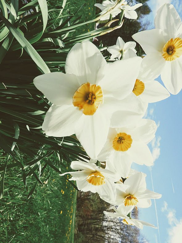 Daffodils