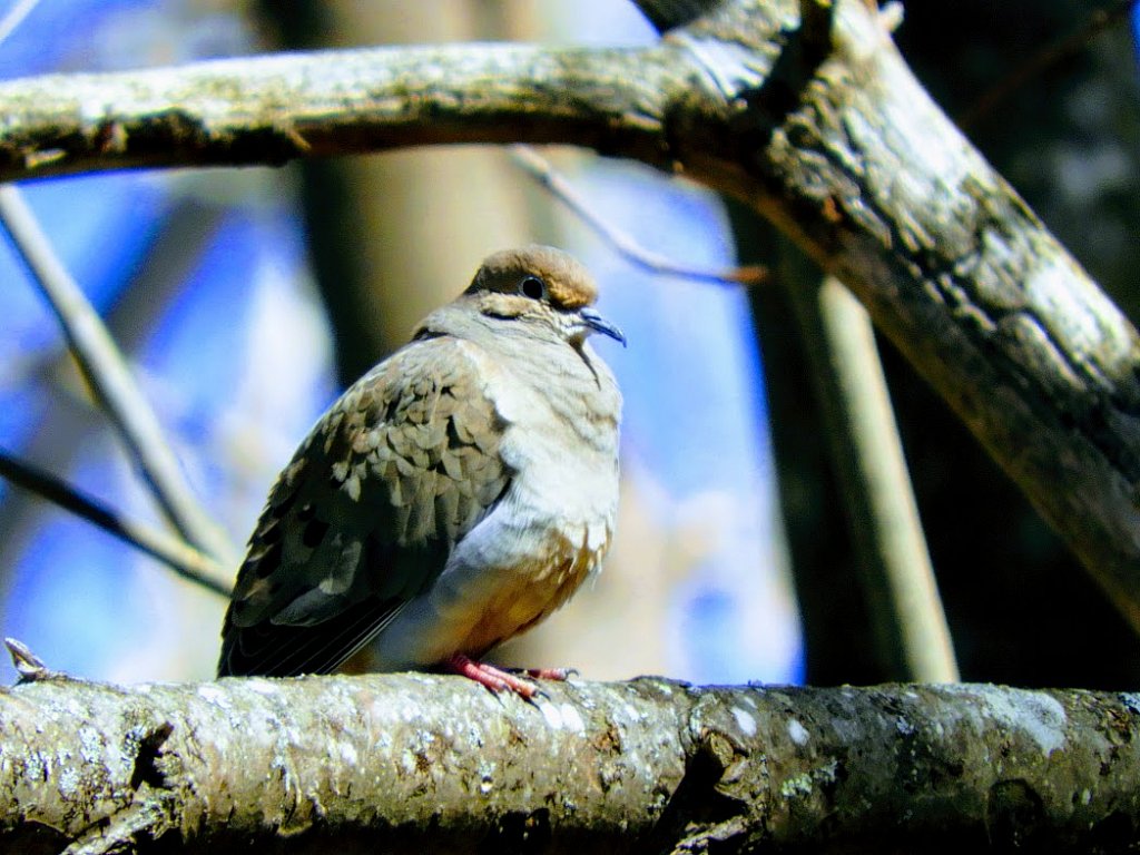 Mourning Dove