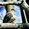 Mourning Dove