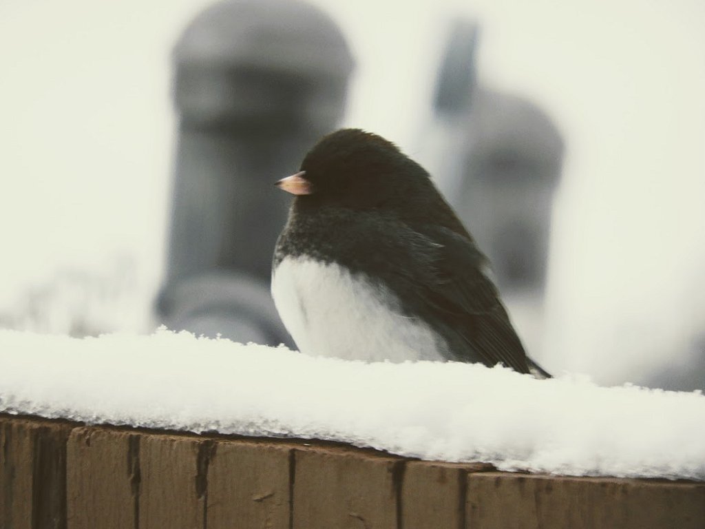 Dark Eyed Junco