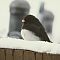 Dark Eyed Junco