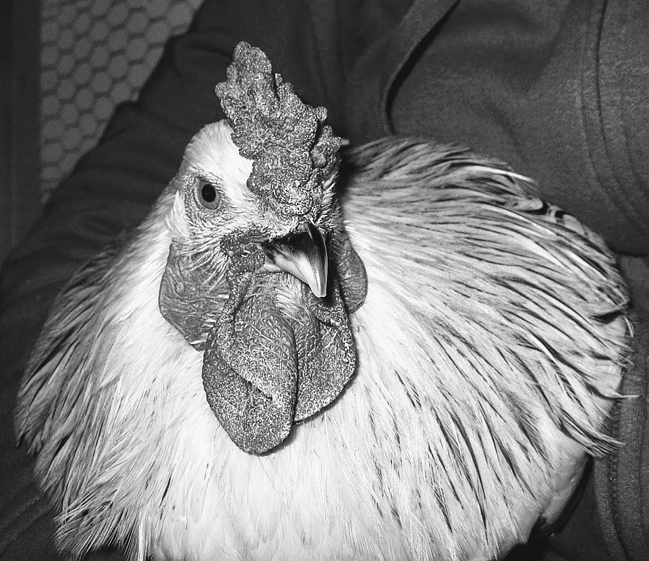 Magnum The Rooster