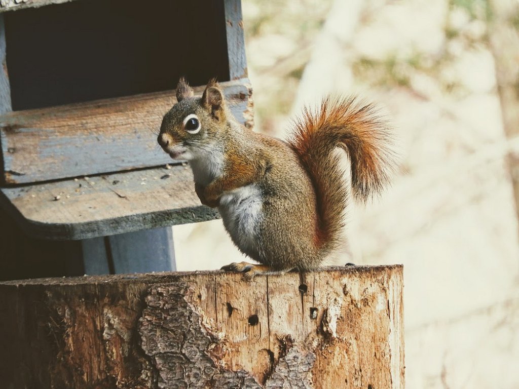 Ralph The Posessed Squirrel