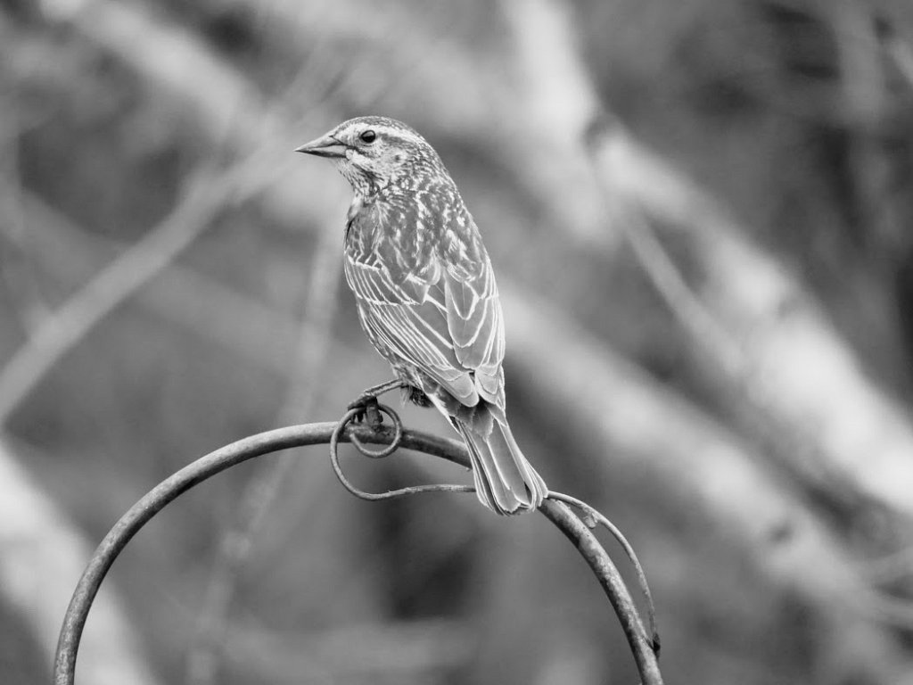 Female Red-Winged Blackbird