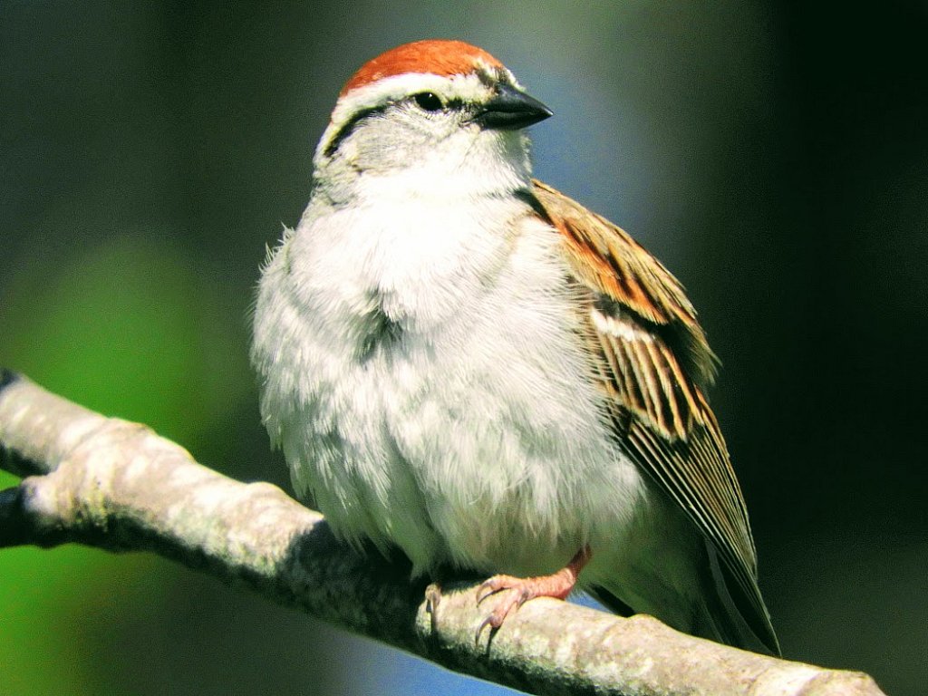 Chipping Sparrow