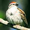 Chipping Sparrow