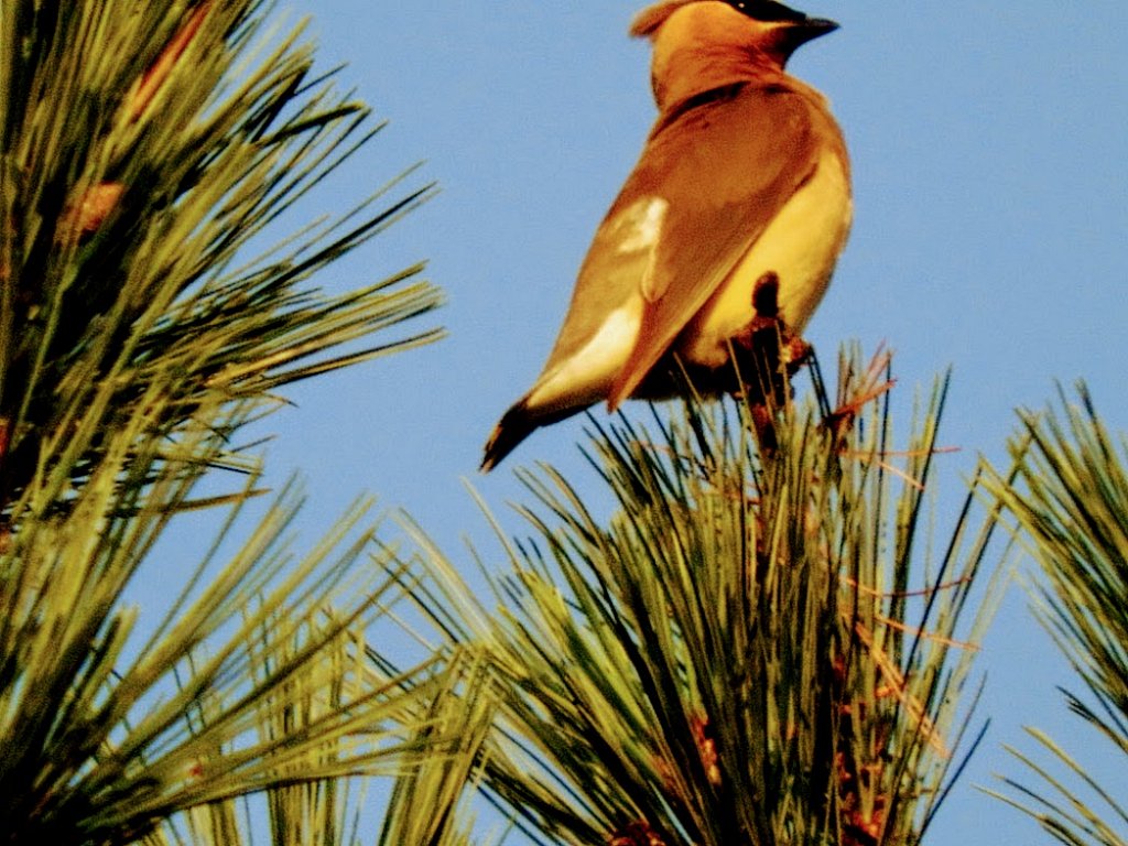 Waxwing