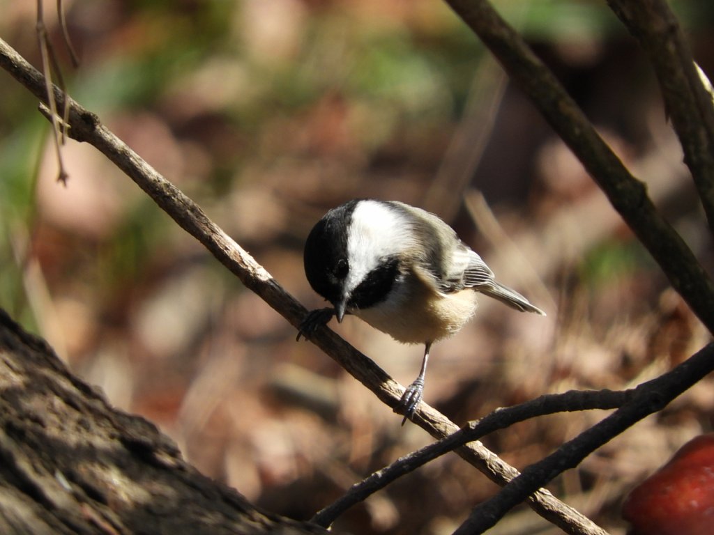 Chickadee #1