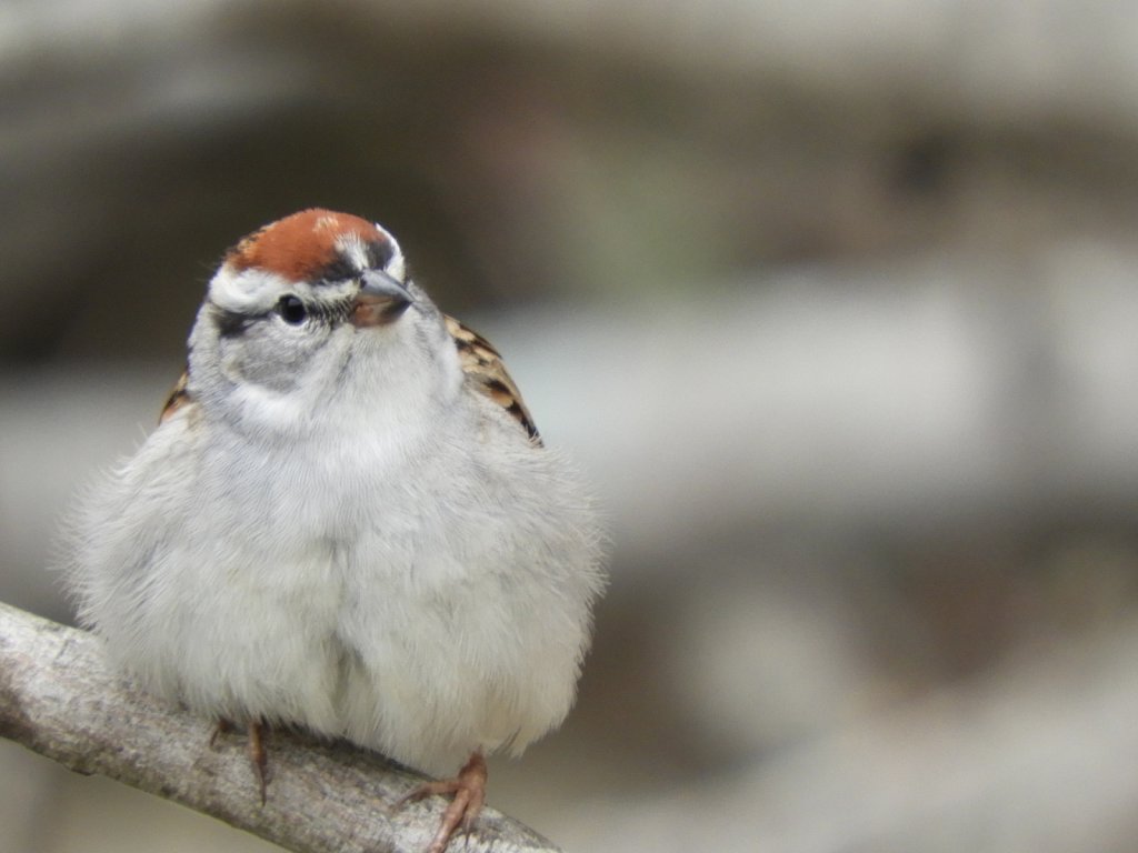 Chipping Sparrow