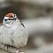 Chipping Sparrow