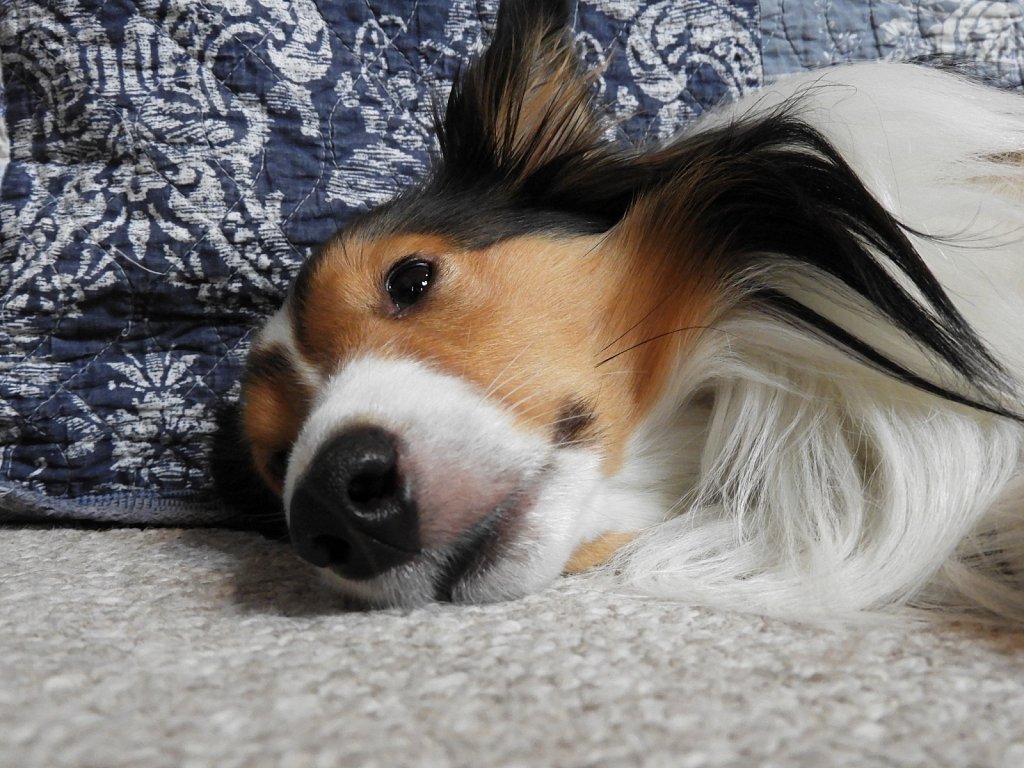 Shetland Sheepdog