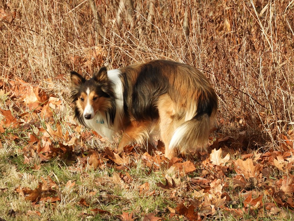 Shetland Sheepdog