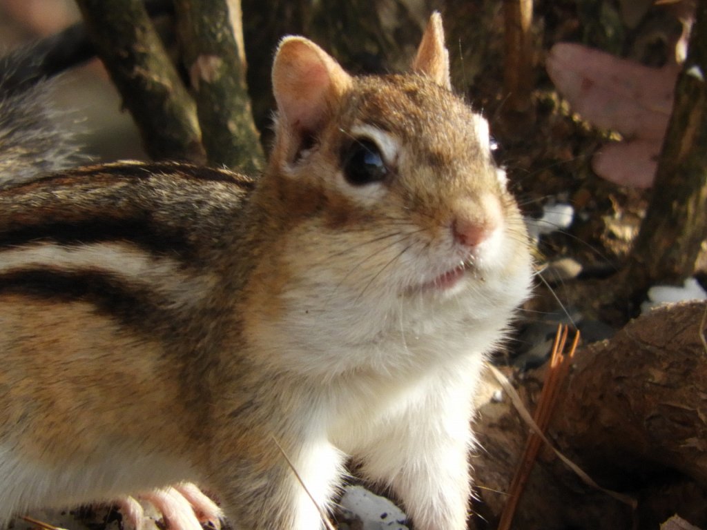 Chipmunk