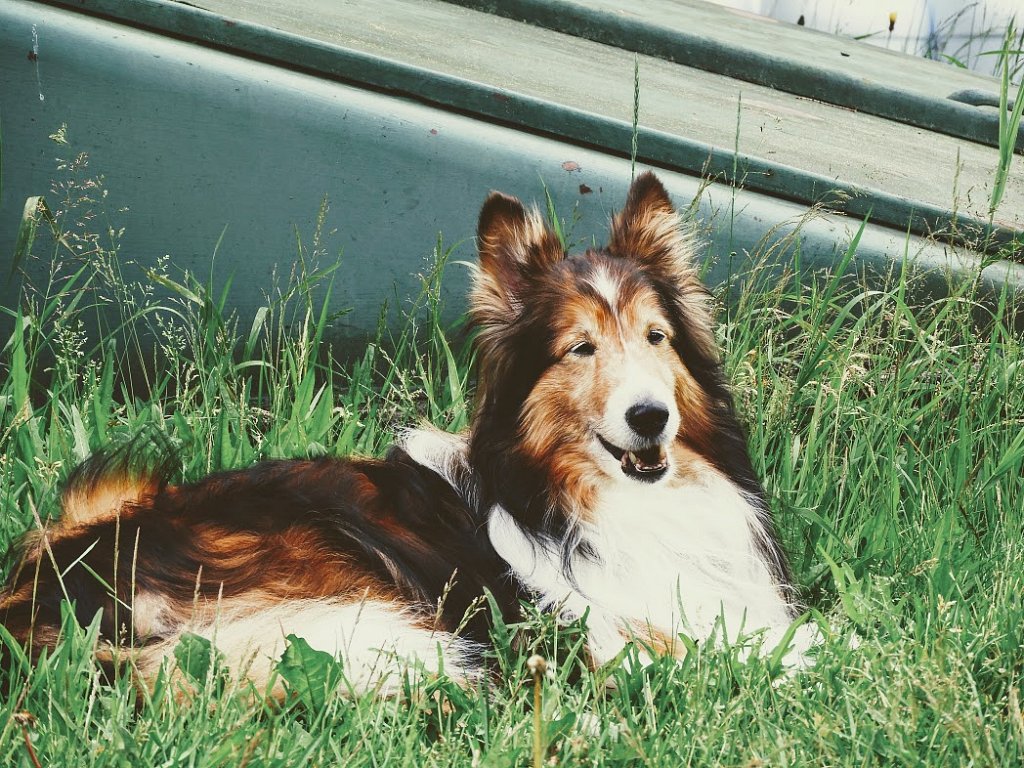 Shetland Sheepdog